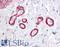 Solute Carrier Family 39 Member 14 antibody, LS-B7008, Lifespan Biosciences, Immunohistochemistry paraffin image 