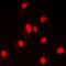 DNA ligase 4 antibody, LS-C352452, Lifespan Biosciences, Immunofluorescence image 