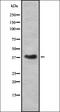 Renalase, FAD Dependent Amine Oxidase antibody, orb337056, Biorbyt, Western Blot image 