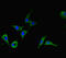 Putative ATP-dependent RNA helicase DHX33 antibody, LS-C677667, Lifespan Biosciences, Immunofluorescence image 