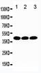 TATA-Box Binding Protein antibody, PA5-80098, Invitrogen Antibodies, Western Blot image 