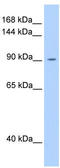 Oncostatin M Receptor antibody, TA339390, Origene, Western Blot image 