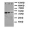 Deoxyuridine 5 -triphosphate nucleotidohydrolase antibody, orb96811, Biorbyt, Western Blot image 