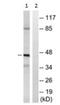 Neurotensin receptor type 1 antibody, ab117592, Abcam, Western Blot image 