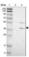 G protein alpha Inhibitor 2 antibody, NBP1-89771, Novus Biologicals, Western Blot image 