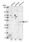Upstream Transcription Factor 1 antibody, NBP2-38290, Novus Biologicals, Western Blot image 