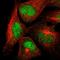 DNA Polymerase Mu antibody, HPA066007, Atlas Antibodies, Immunofluorescence image 