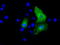 26S protease regulatory subunit 6A antibody, TA500925, Origene, Immunofluorescence image 
