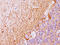 NEFH antibody, AM50147PU-S, Origene, Immunohistochemistry paraffin image 