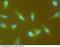 Cyclin A1 antibody, 11013-MM02, Sino Biological, Immunohistochemistry frozen image 