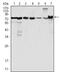 LIM Domain Containing Preferred Translocation Partner In Lipoma antibody, MA5-15379, Invitrogen Antibodies, Western Blot image 