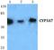 Cytochrome P450 Family 3 Subfamily A Member 7 antibody, A05417-1, Boster Biological Technology, Western Blot image 