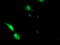 EPM2A-interacting protein 1 antibody, TA501794, Origene, Immunofluorescence image 