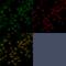 HNF-3A antibody, GTX34735, GeneTex, Immunofluorescence image 
