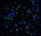 Killer cell immunoglobulin-like receptor 2DS2 antibody, NBP2-82102, Novus Biologicals, Immunocytochemistry image 