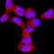Protein Kinase AMP-Activated Catalytic Subunit Alpha 2 antibody, MAB2850, R&D Systems, Immunocytochemistry image 