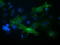 Vascular Cell Adhesion Molecule 1 antibody, TA502411, Origene, Immunofluorescence image 