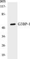 G3BP Stress Granule Assembly Factor 1 antibody, EKC1228, Boster Biological Technology, Western Blot image 