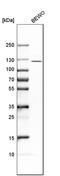 ADAMTS Like 4 antibody, HPA006279, Atlas Antibodies, Western Blot image 