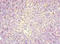 Centromere Protein X antibody, orb25840, Biorbyt, Immunohistochemistry paraffin image 