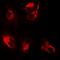 CDw293 antibody, orb377953, Biorbyt, Immunofluorescence image 