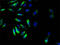 G Protein-Coupled Receptor 161 antibody, A53973-100, Epigentek, Immunofluorescence image 
