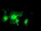 MIF4G domain-containing protein antibody, MA5-25913, Invitrogen Antibodies, Immunocytochemistry image 