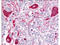 Protein RoBo-1 antibody, A01530-1, Boster Biological Technology, Immunohistochemistry frozen image 