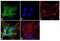 Somatostatin antibody, 701935, Invitrogen Antibodies, Immunofluorescence image 