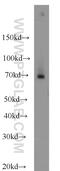 Fem-1 Homolog C antibody, 14037-1-AP, Proteintech Group, Western Blot image 