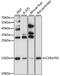 Myeloid Derived Growth Factor antibody, MBS126286, MyBioSource, Western Blot image 