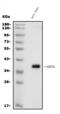 Pdl1 antibody, A00109-3, Boster Biological Technology, Western Blot image 
