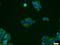 Dipeptidyl peptidase 9 antibody, 11568-1-AP, Proteintech Group, Immunofluorescence image 
