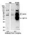 SAH3 antibody, A300-262A, Bethyl Labs, Immunoprecipitation image 