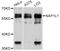 Nucleosome Assembly Protein 1 Like 1 antibody, LS-C747033, Lifespan Biosciences, Western Blot image 