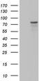 Periostin antibody, TA803701S, Origene, Western Blot image 