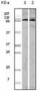 EPH Receptor A1 antibody, AM06111PU-N, Origene, Western Blot image 