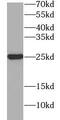 PYD And CARD Domain Containing antibody, FNab08809, FineTest, Western Blot image 