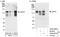 Ubiquitin carboxyl-terminal hydrolase 37 antibody, A300-927A, Bethyl Labs, Western Blot image 