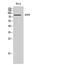 Opioid growth factor receptor antibody, STJ94605, St John