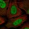 Mediator Complex Subunit 30 antibody, HPA045767, Atlas Antibodies, Immunofluorescence image 