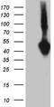 Sulfatase Modifying Factor 1 antibody, TA800632, Origene, Western Blot image 