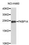 FKBP Prolyl Isomerase 14 antibody, STJ26881, St John