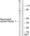 Neutrophil Cytosolic Factor 1 antibody, abx012841, Abbexa, Western Blot image 