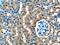 Fucose Kinase antibody, 13541-1-AP, Proteintech Group, Immunohistochemistry frozen image 