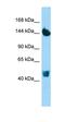 Orofacial Cleft 1 Candidate 1 antibody, orb326621, Biorbyt, Western Blot image 