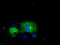 Sterol O-acyltransferase 2 antibody, TA501220, Origene, Immunofluorescence image 
