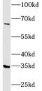 Fibrinogen Like 1 antibody, FNab03104, FineTest, Western Blot image 