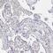 pG2 antibody, NBP2-33697, Novus Biologicals, Immunohistochemistry frozen image 
