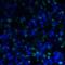 T Cell Immunoreceptor With Ig And ITIM Domains antibody, RF16056, ProSci Inc, Immunofluorescence image 